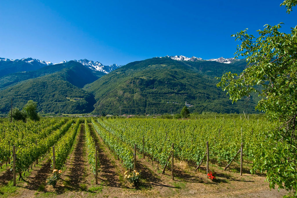 Rainoldi è tra le cantine vinicole più apprezzate in Valtellina. Il grande successo è da attribuire certamente alla qualità e all’esperienza […]