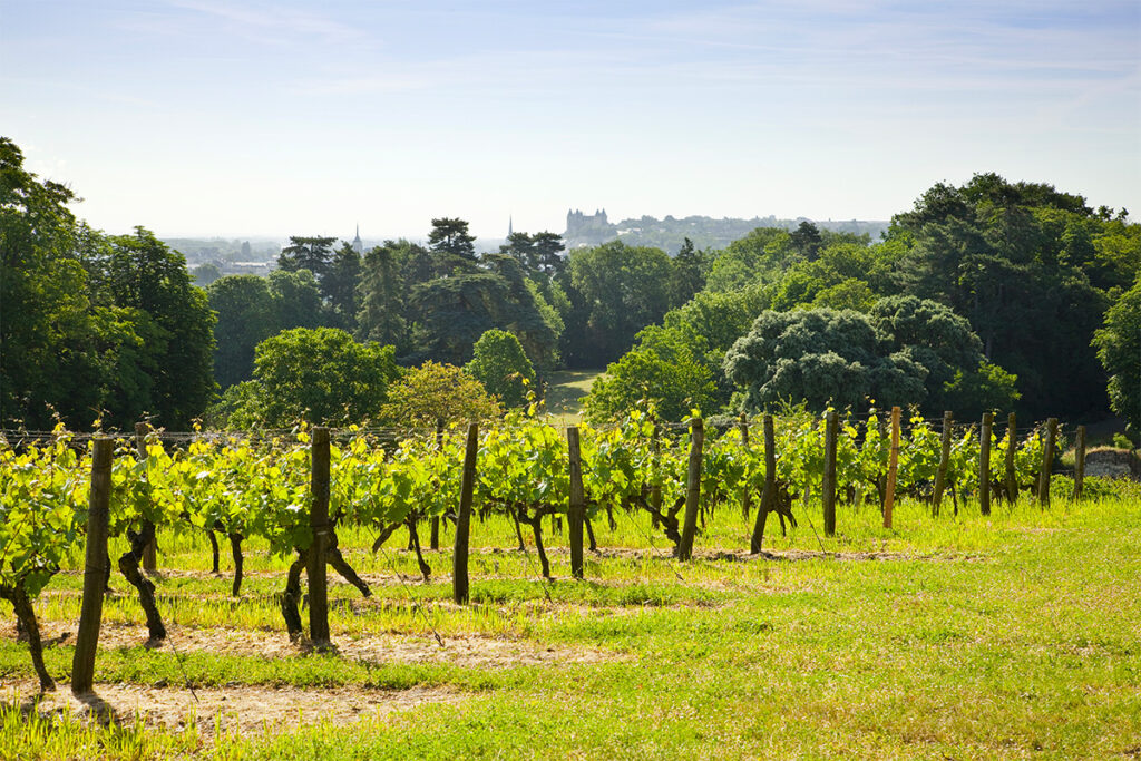 Punto di riferimento per i vini della Loira, la casa vinicola è stata fondata nel 1912 da Edouard Langlois e sua moglie […]